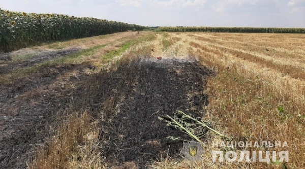 На севере области кто-то поджёг 13 гектаров пшеницы